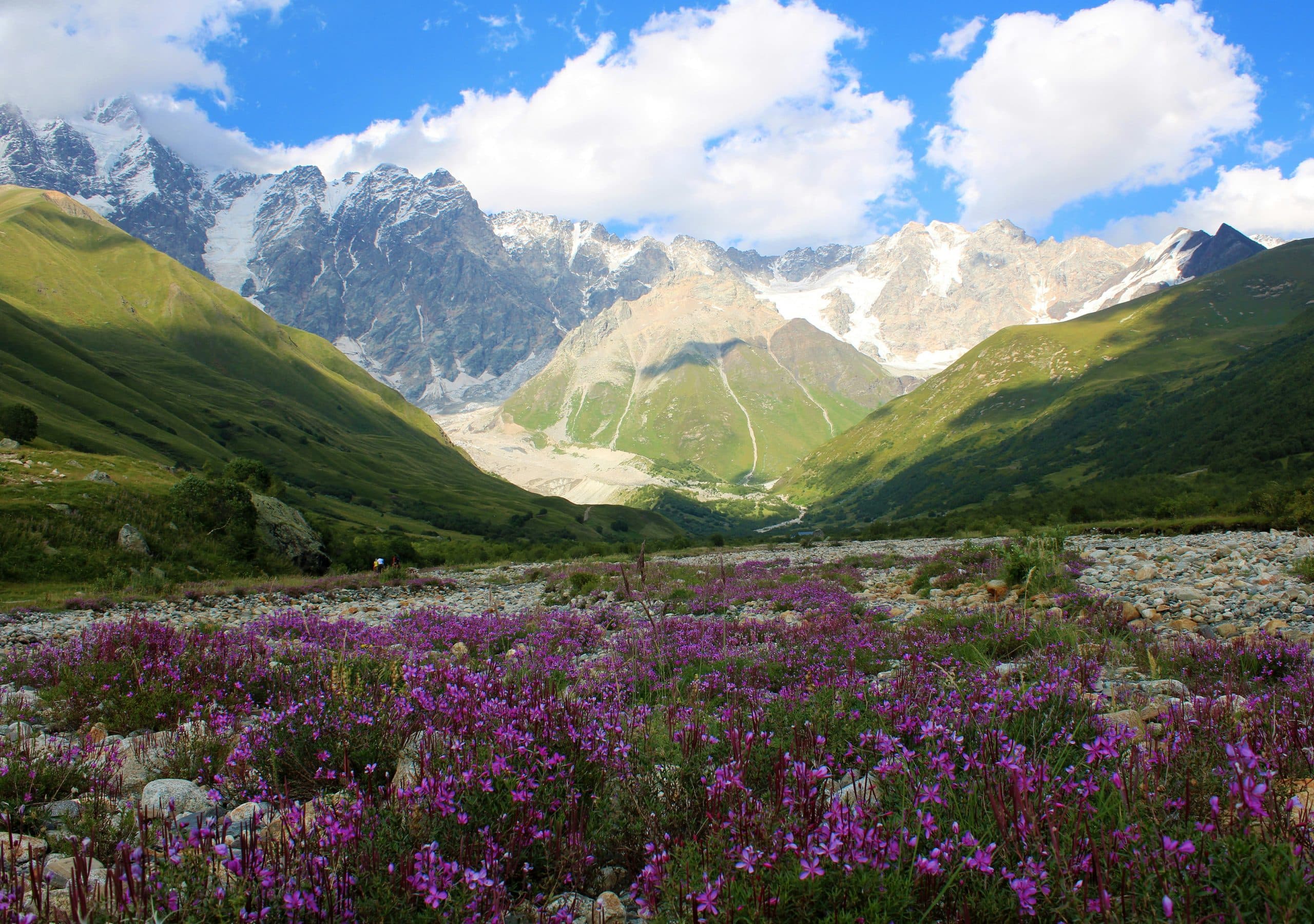 Wildflower valley beneath the glaciers of Mount Shkhara in Svaneti